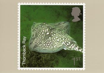 PHQ294 (e)